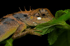 Monilesaurus ellioti