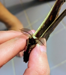 Antheraea assamensis