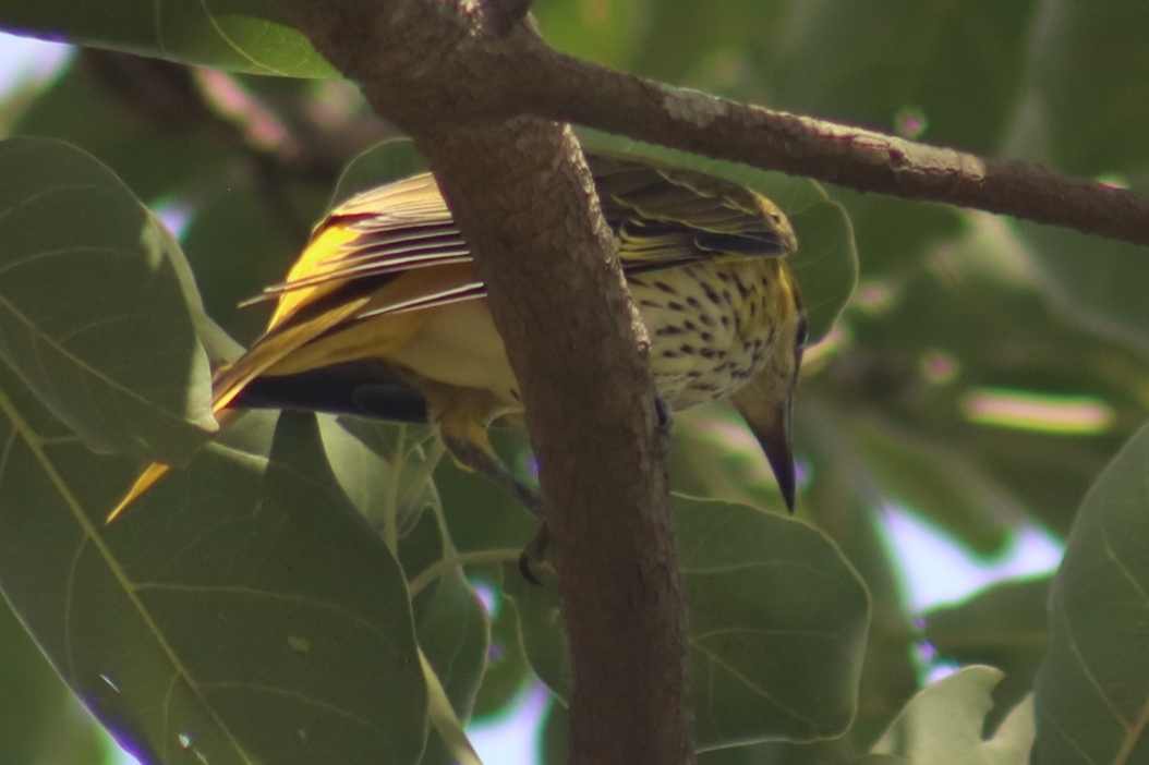Indian Golden Oriole