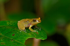 Raorchestes uthamani