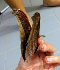 Antheraea assamensis