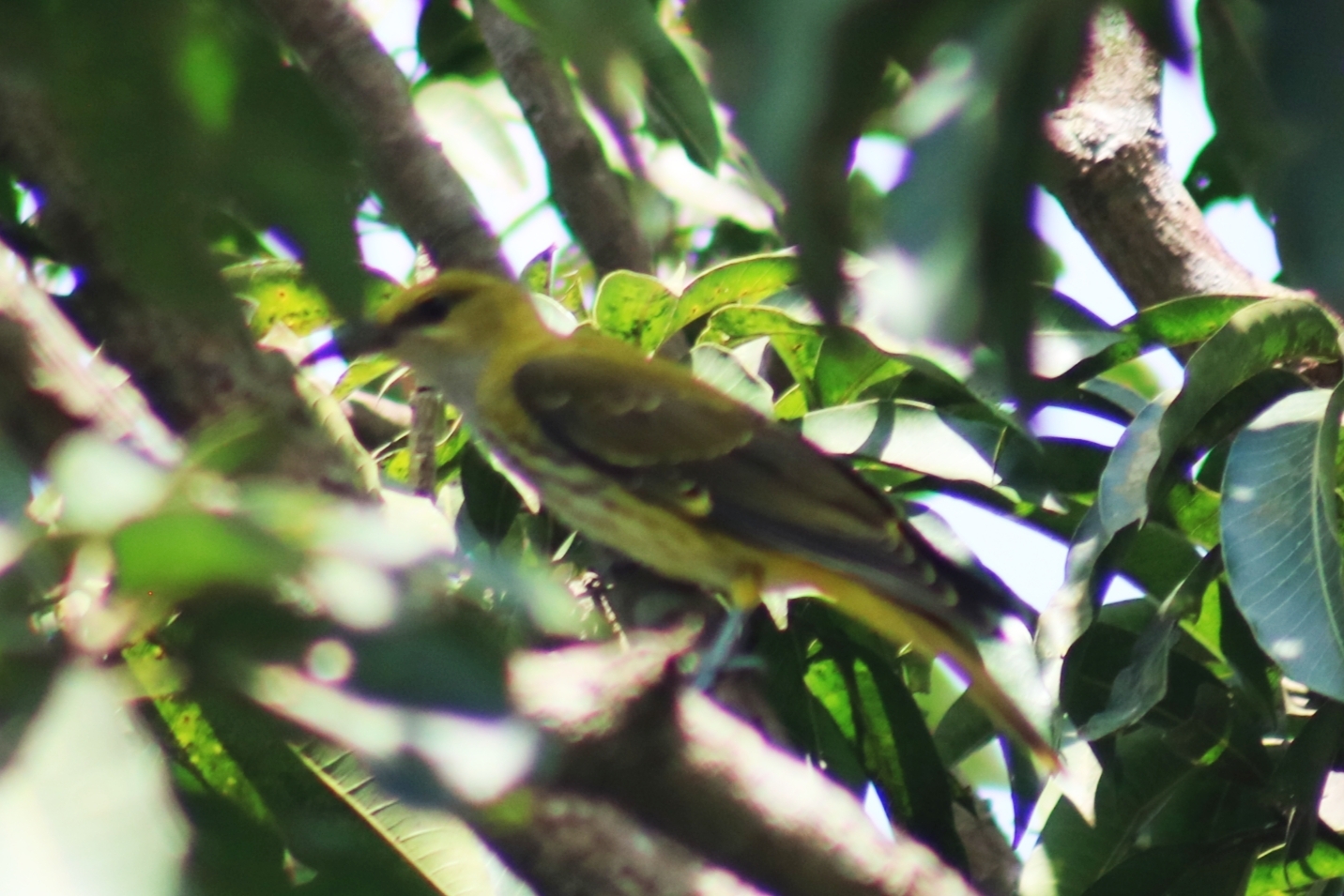 Indian Golden Oriole