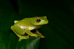 Raorchestes jayarami