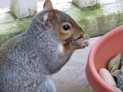Sciurus carolinensis