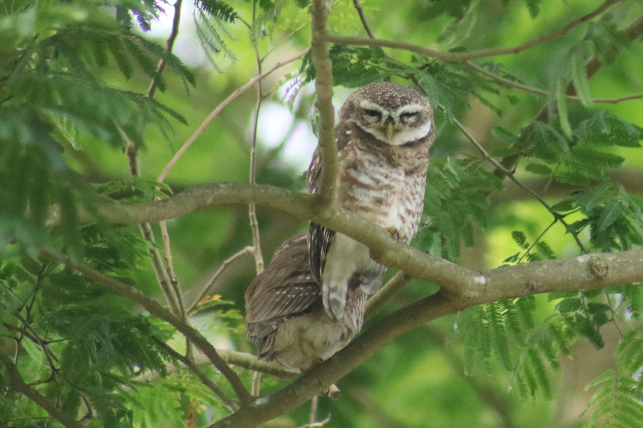 Spotted Owlet