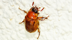 Cyclocephala pasadenae