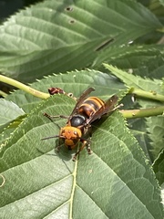 Vespa analis insularis
