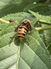Vespa analis insularis