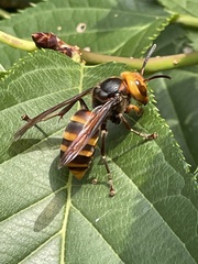 Vespa analis insularis