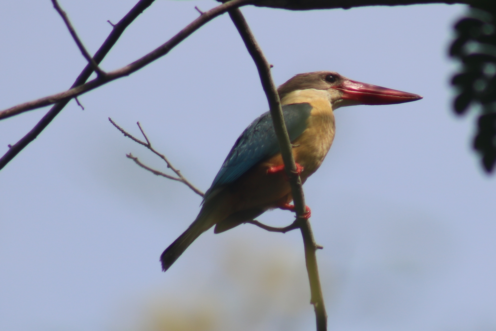 Stork-billed Kingfisher
