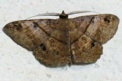 Petelia delostigma