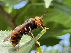 Vespa analis insularis