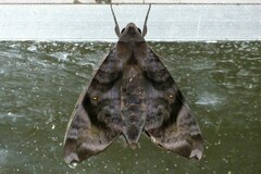 Acosmeryx pseudonaga