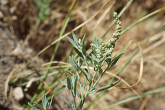 Chenopodium desiccatum