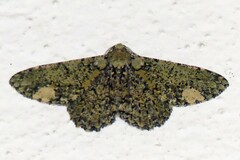 Ophthalmitis xanthypochlora