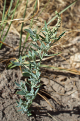 Chenopodium desiccatum