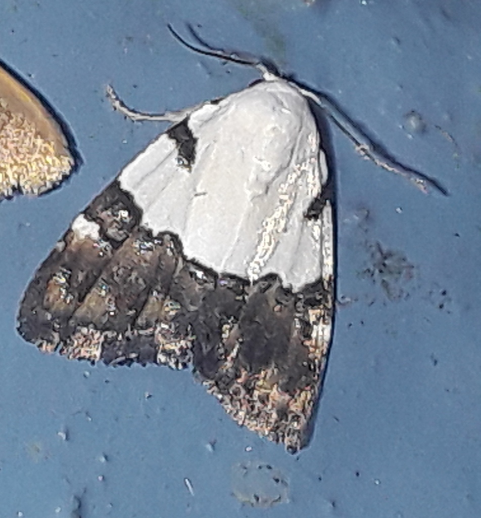 Casminola seminigra