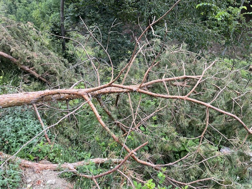 Bijeli bor (Pinus sylvestris)