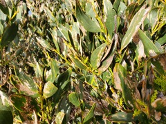 Acacia longifolia
