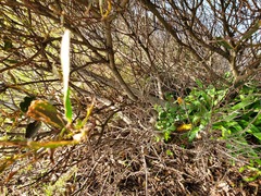 Acacia longifolia