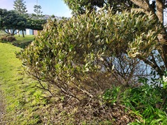 Acacia longifolia