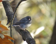 Junco hyemalis