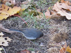 Junco hyemalis