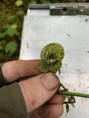 Cardamine breweri orbicularis