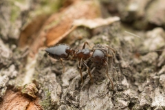 Crematogaster matsumurai