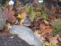 Junco hyemalis