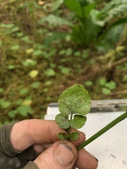 Cardamine breweri orbicularis
