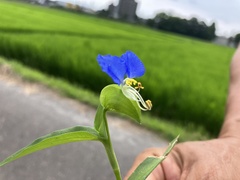 Commelina communis