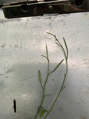 Cardamine breweri orbicularis