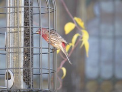 Haemorhous mexicanus