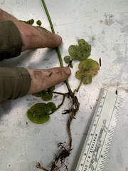 Cardamine breweri orbicularis