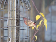 Haemorhous mexicanus