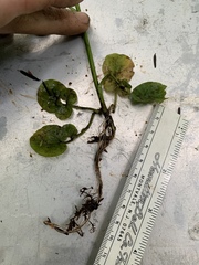 Cardamine breweri orbicularis