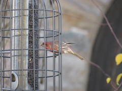 Haemorhous mexicanus