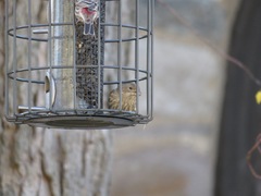 Haemorhous mexicanus