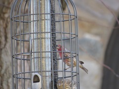 Haemorhous mexicanus