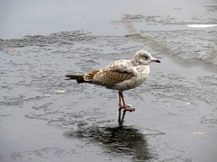 Larus delawarensis