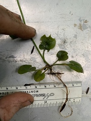 Cardamine breweri orbicularis