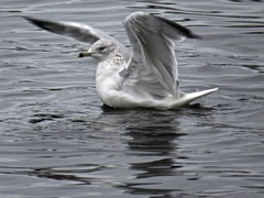 Larus delawarensis