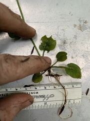 Cardamine breweri orbicularis