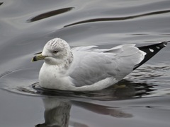 Larus delawarensis
