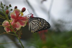 Papilio clytia clytia