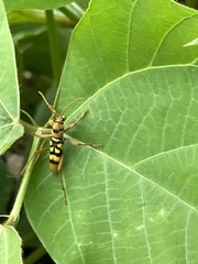 Chlorophorus quinquefasciatus