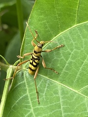 Chlorophorus quinquefasciatus
