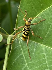 Chlorophorus quinquefasciatus
