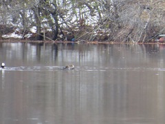 Lophodytes cucullatus